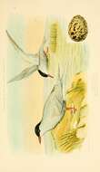 Plancia ëd Chlidonias albostriatus (Gray & GR 1845)