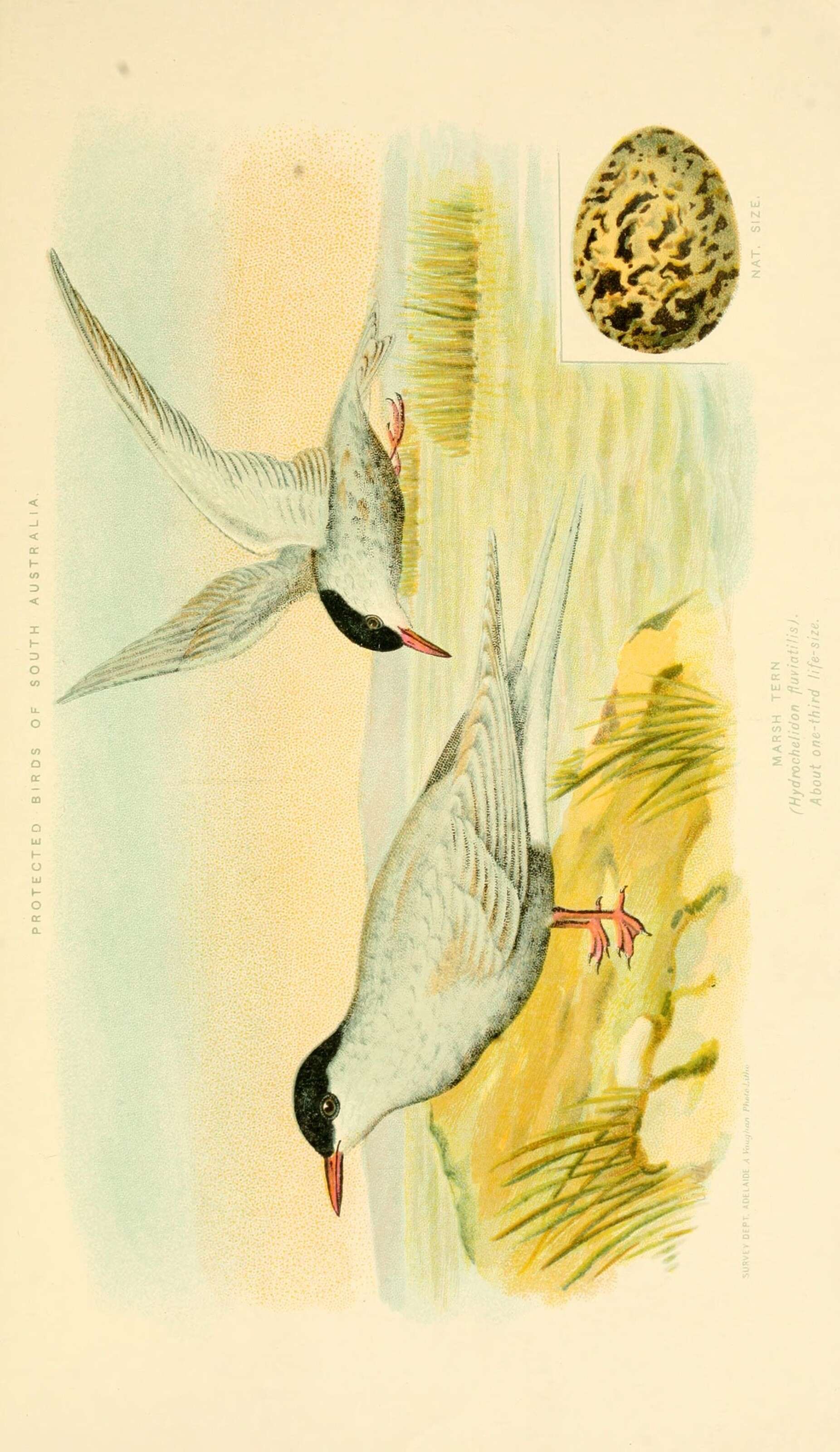 Plancia ëd Chlidonias albostriatus (Gray & GR 1845)