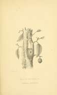 Image of Cephalopyrus Bonaparte 1854
