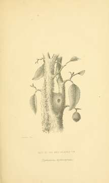 Image of Cephalopyrus Bonaparte 1854