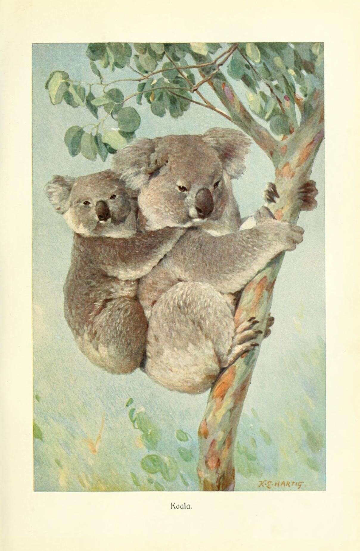 Image of koalas