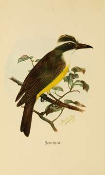 Image of Pitangus Swainson 1827