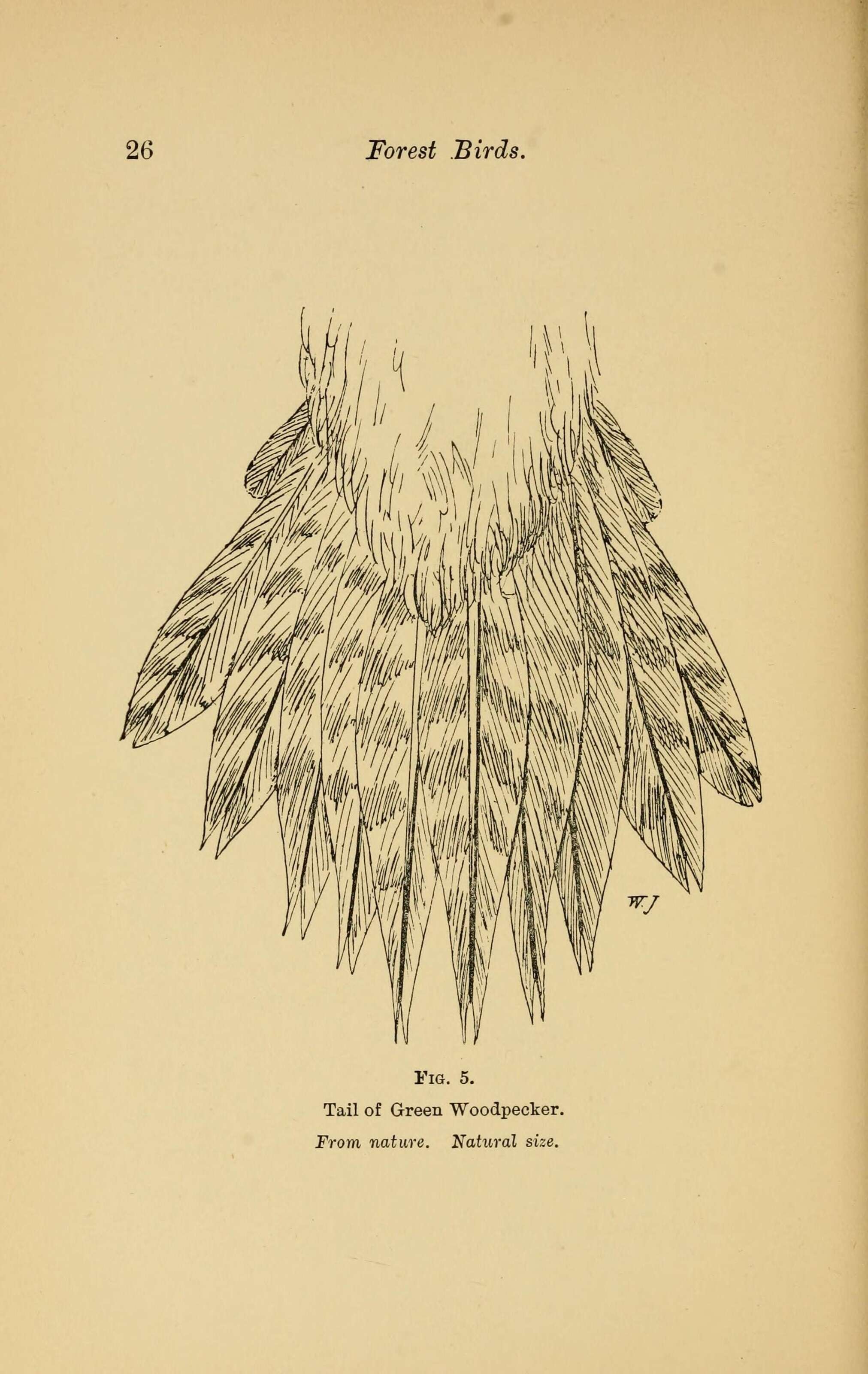 Image of Eurasian Green Woodpecker