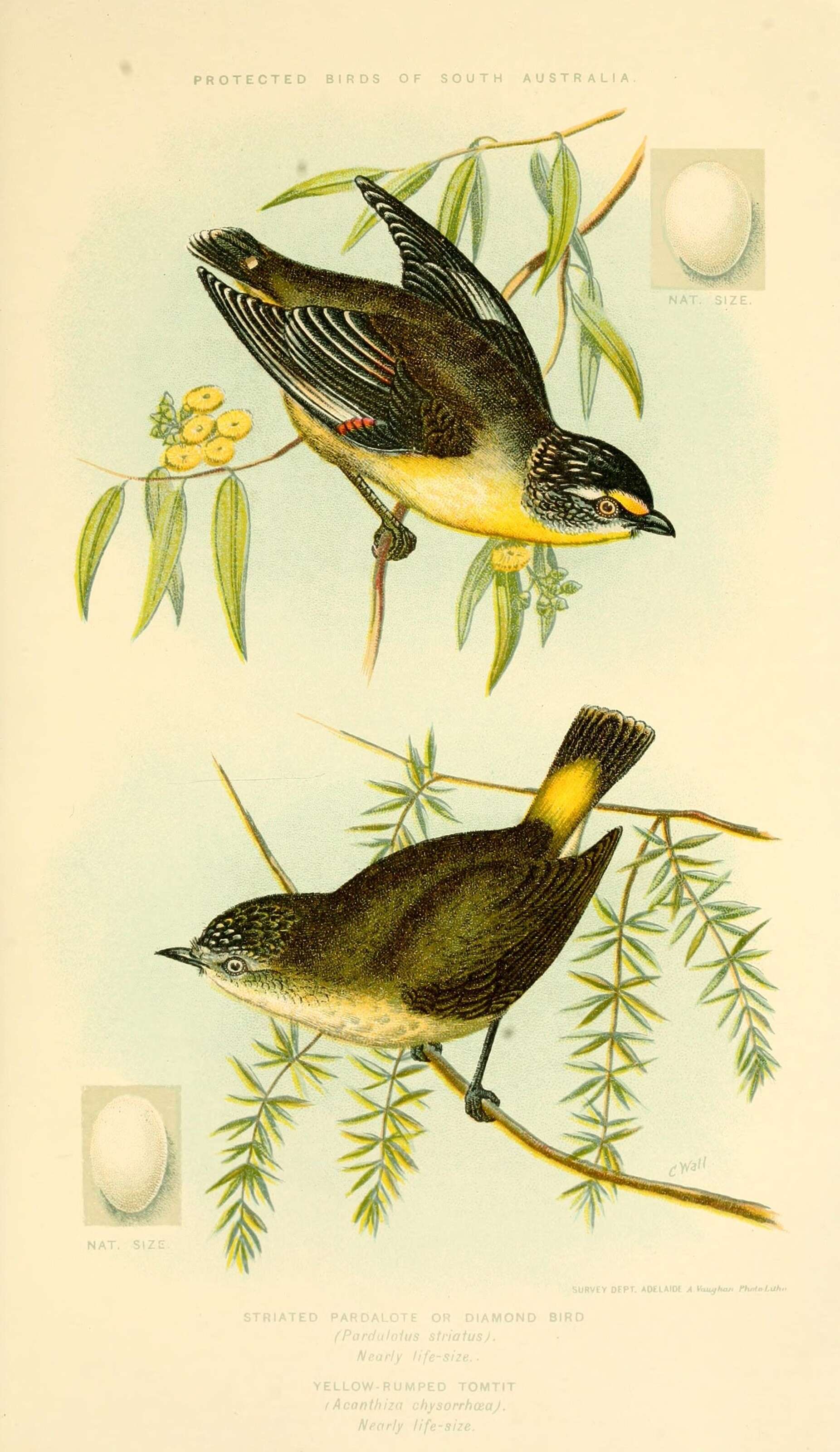 Image of Striated Pardalote