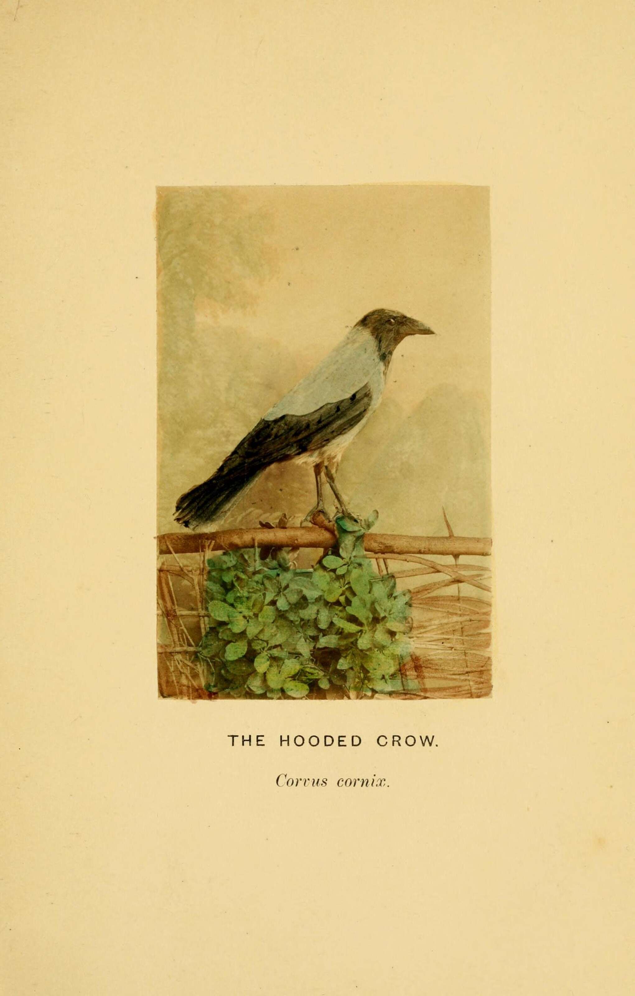 Image of Hooded Crow