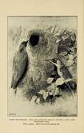 Image of Eurasian Green Woodpecker