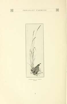 Image of Callipepla Wagler 1832