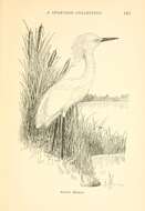 Image of Snowy Egret