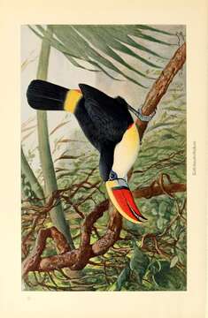 Image of Ramphastos tucanus tucanus Linnaeus 1758