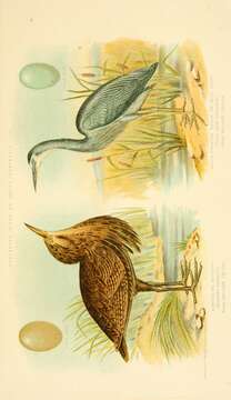 Image of Australasian Bittern