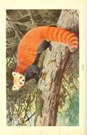 Image of Red panda