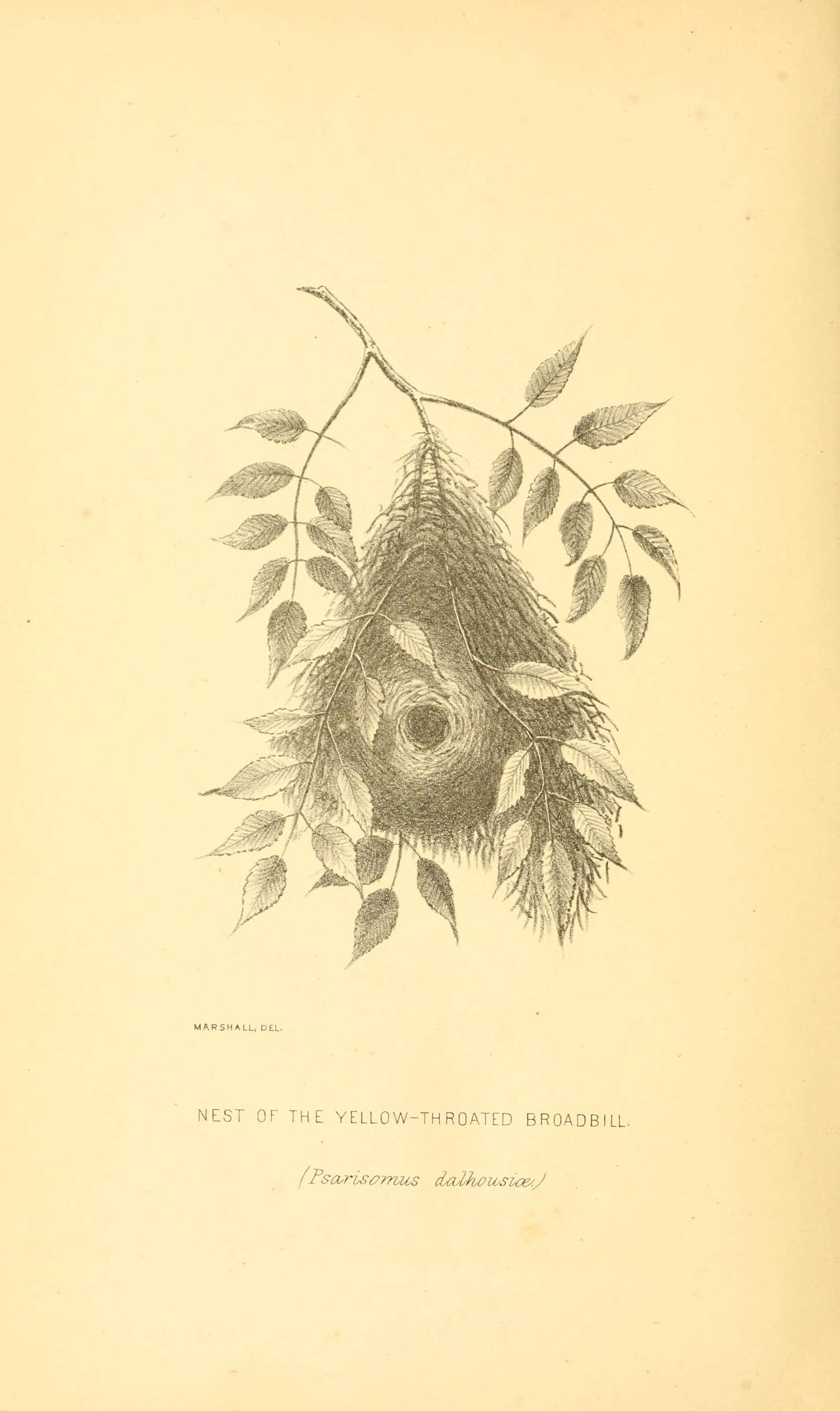 Image of Psarisomus Swainson 1837