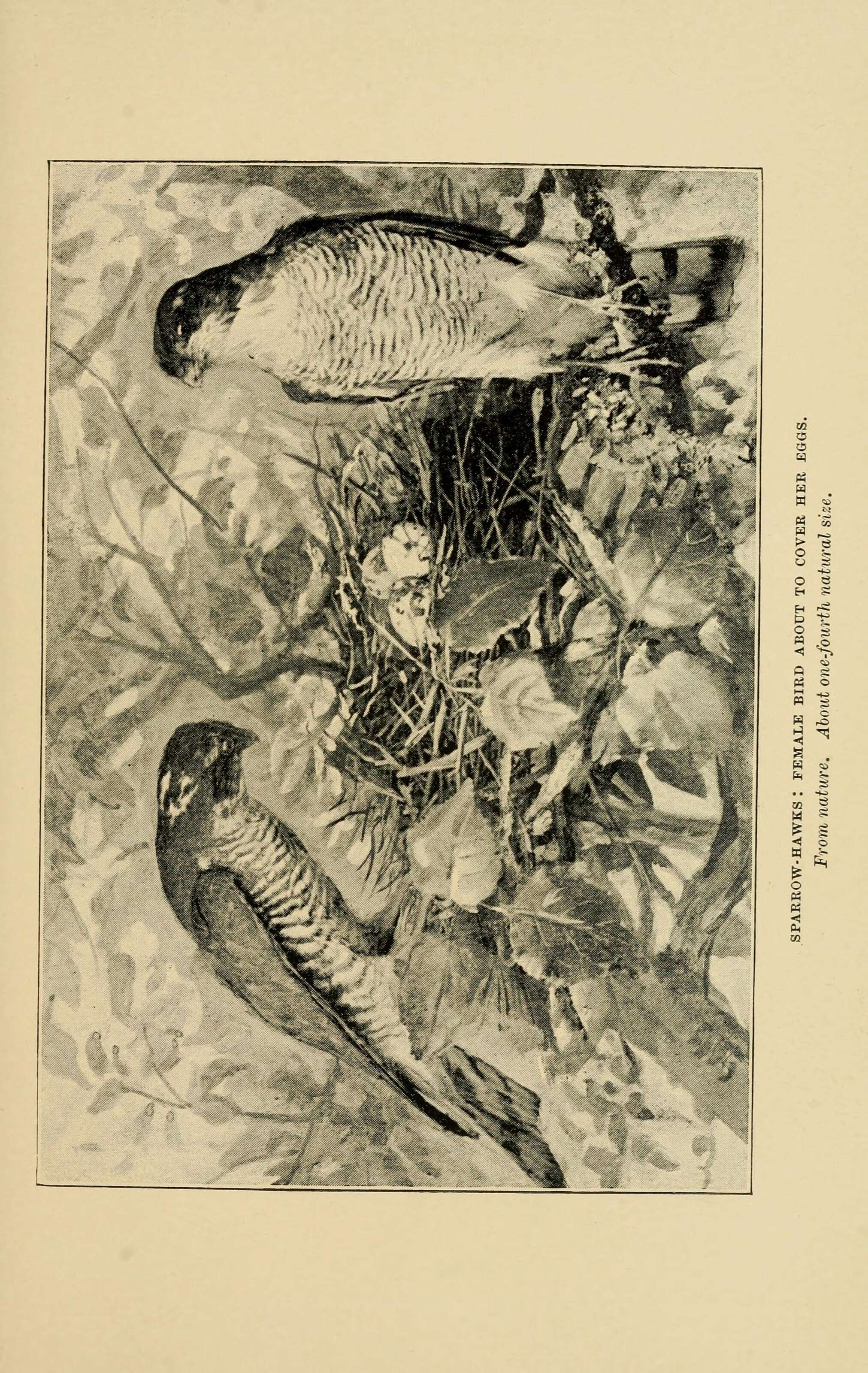 Image of Eurasian Sparrowhawk