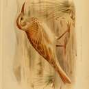 Image of Chersophilus duponti margaritae (Koenig & AF 1888)