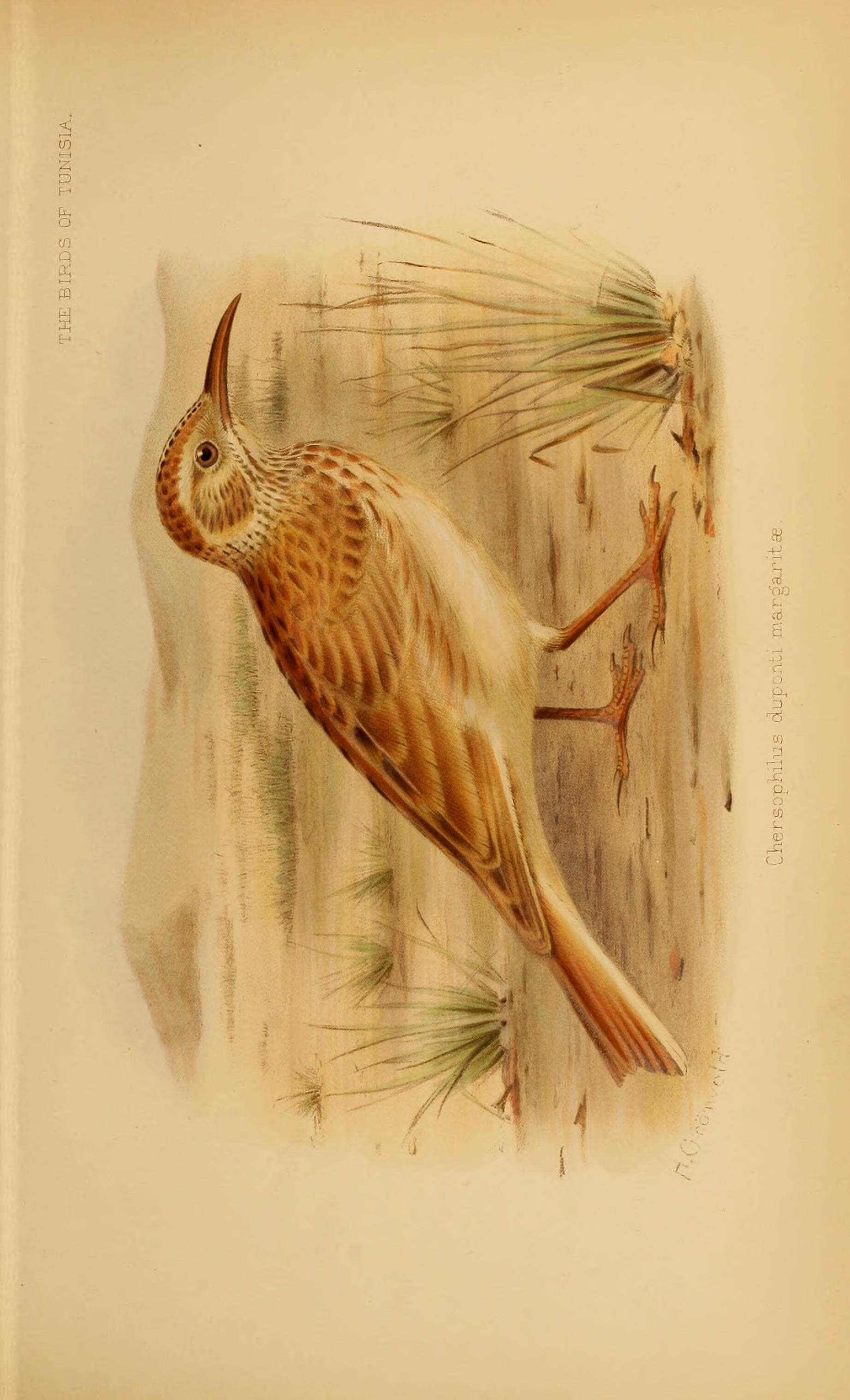 Image de Chersophilus duponti margaritae (Koenig & AF 1888)