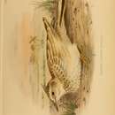 Image of Galerida cristata arenicola Tristram 1859