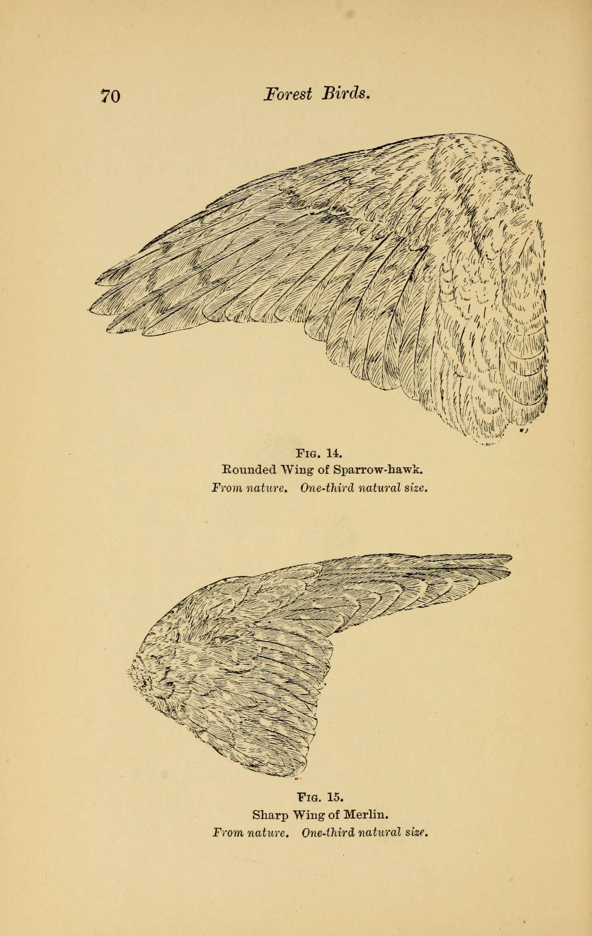 Imagem de Accipiter nisus (Linnaeus 1758)