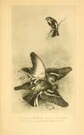 Image of Fringilla Linnaeus 1758