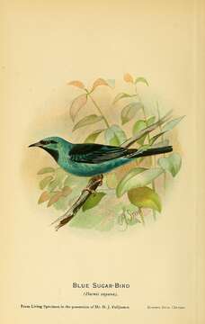 Imagem de Dacnis cayana (Linnaeus 1766)