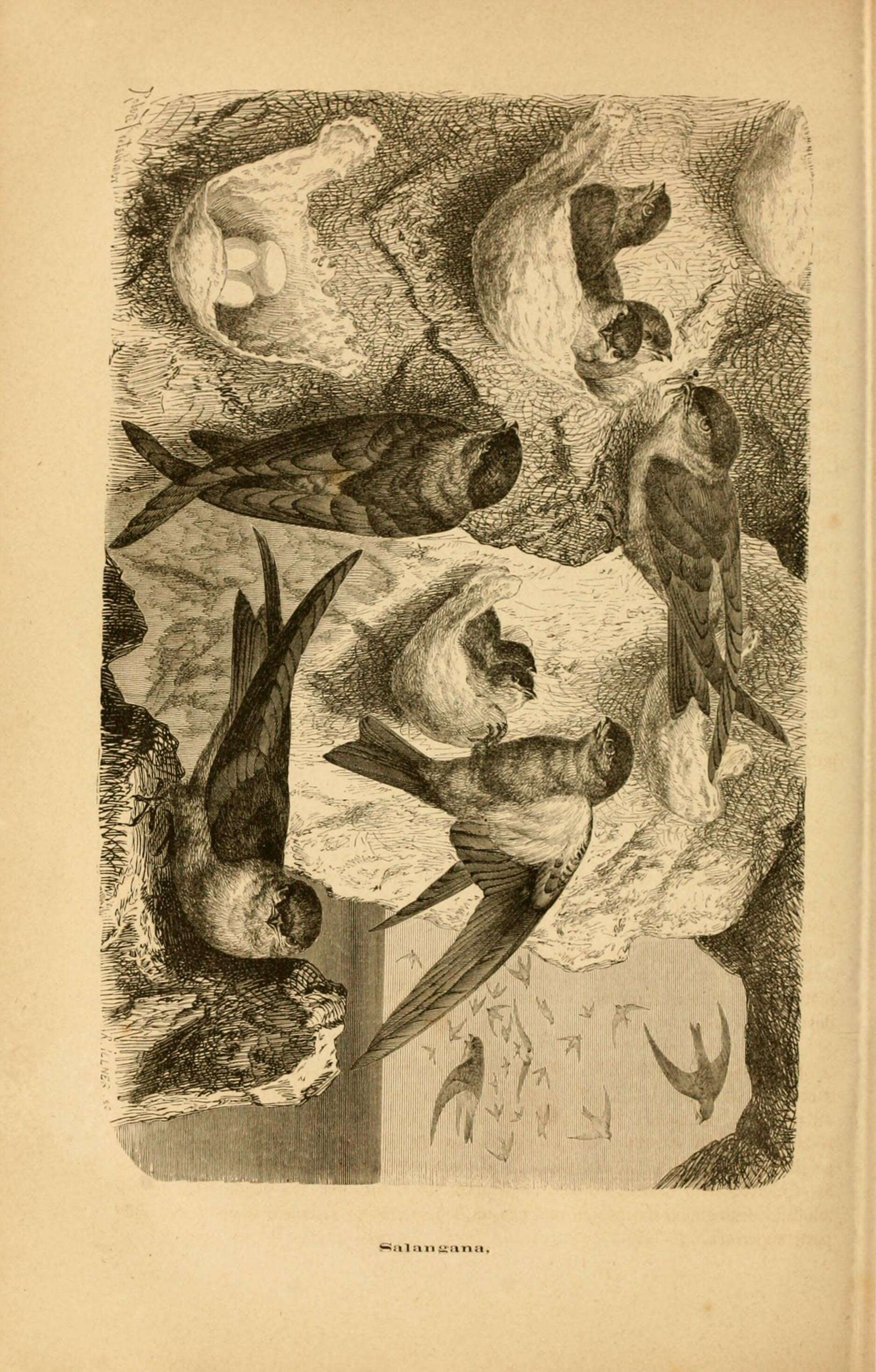 Image of swifts