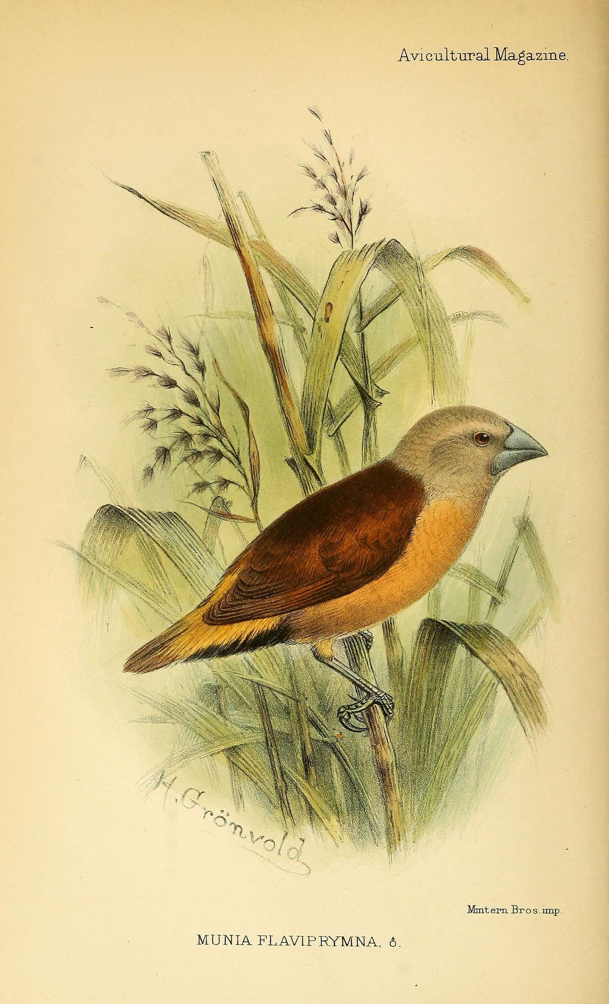 Image of Yellow-rumped Mannikin