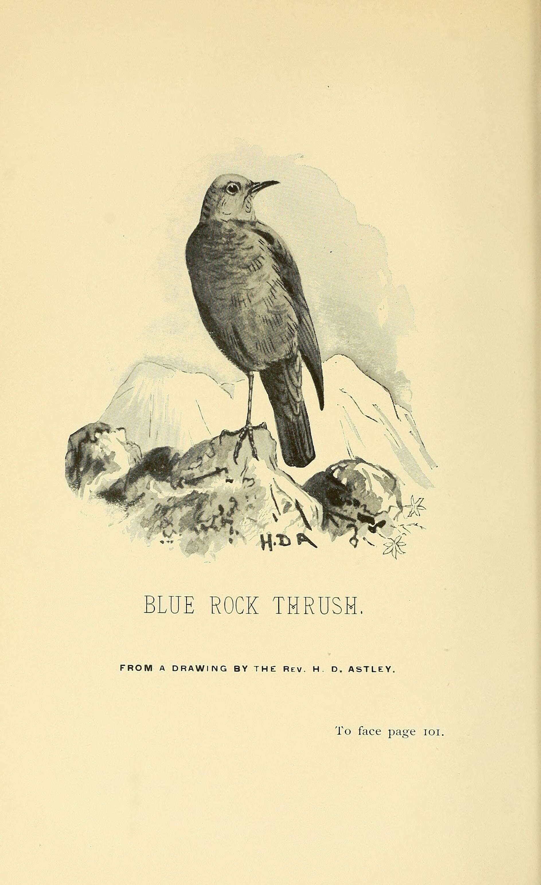 Image of Blue Rock Thrush