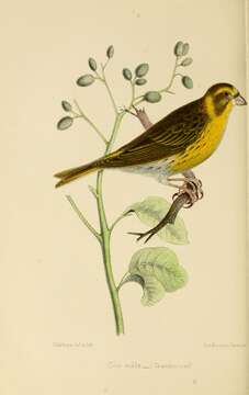 Image of serin, european serin