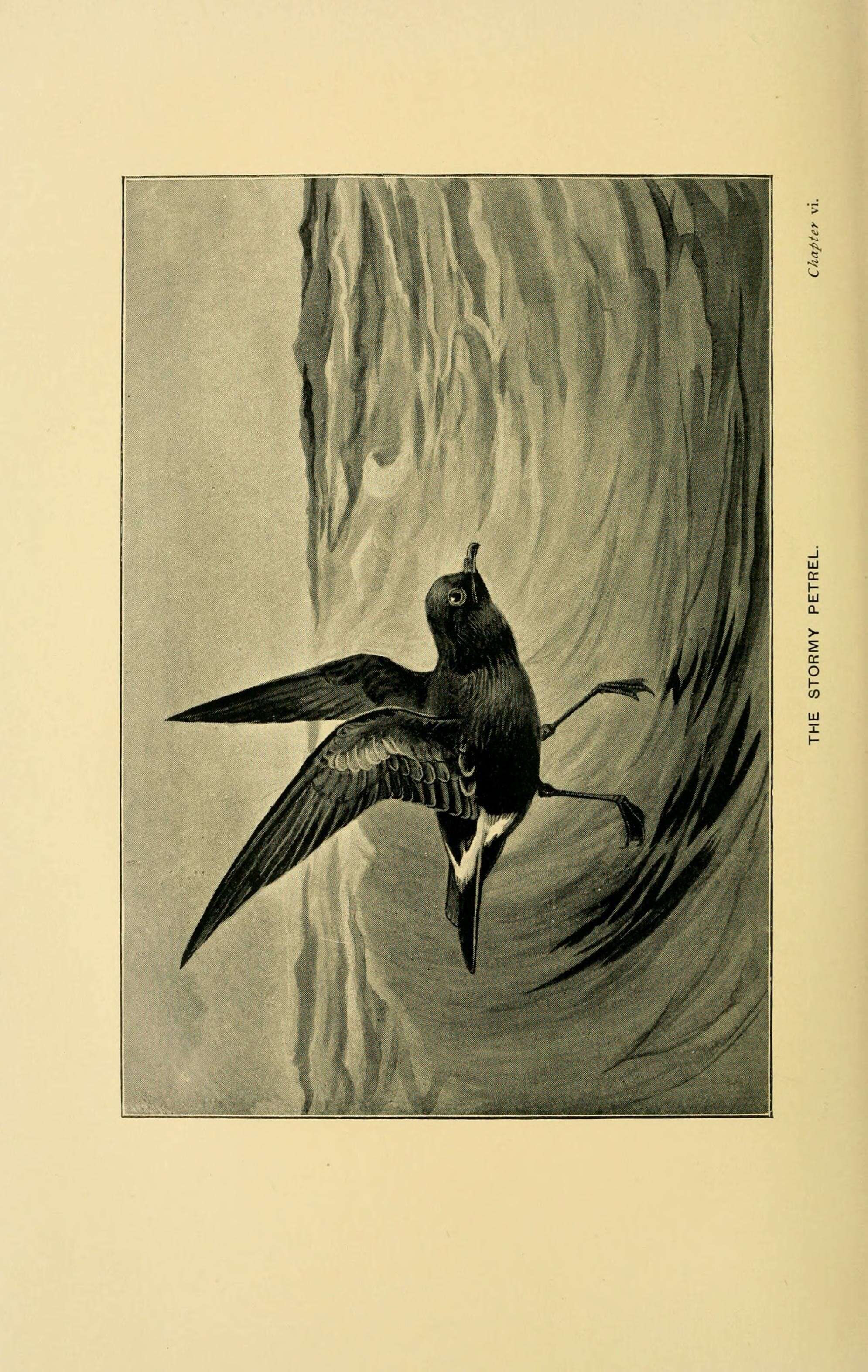 Image of British Storm Petrel