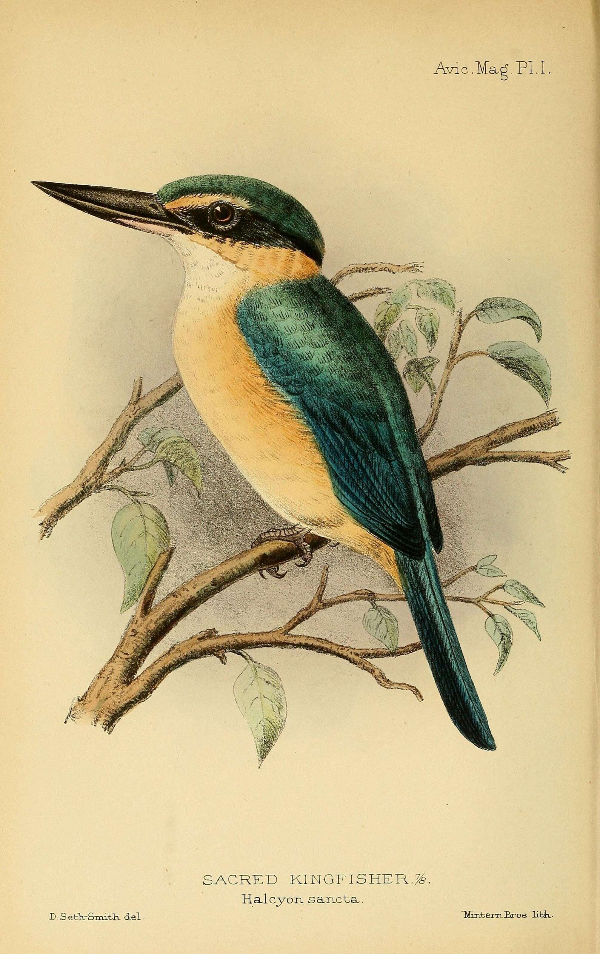 Image of Sacred Kingfisher