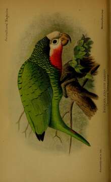Image of Amazona leucocephala bahamensis (Bryant & H 1867)