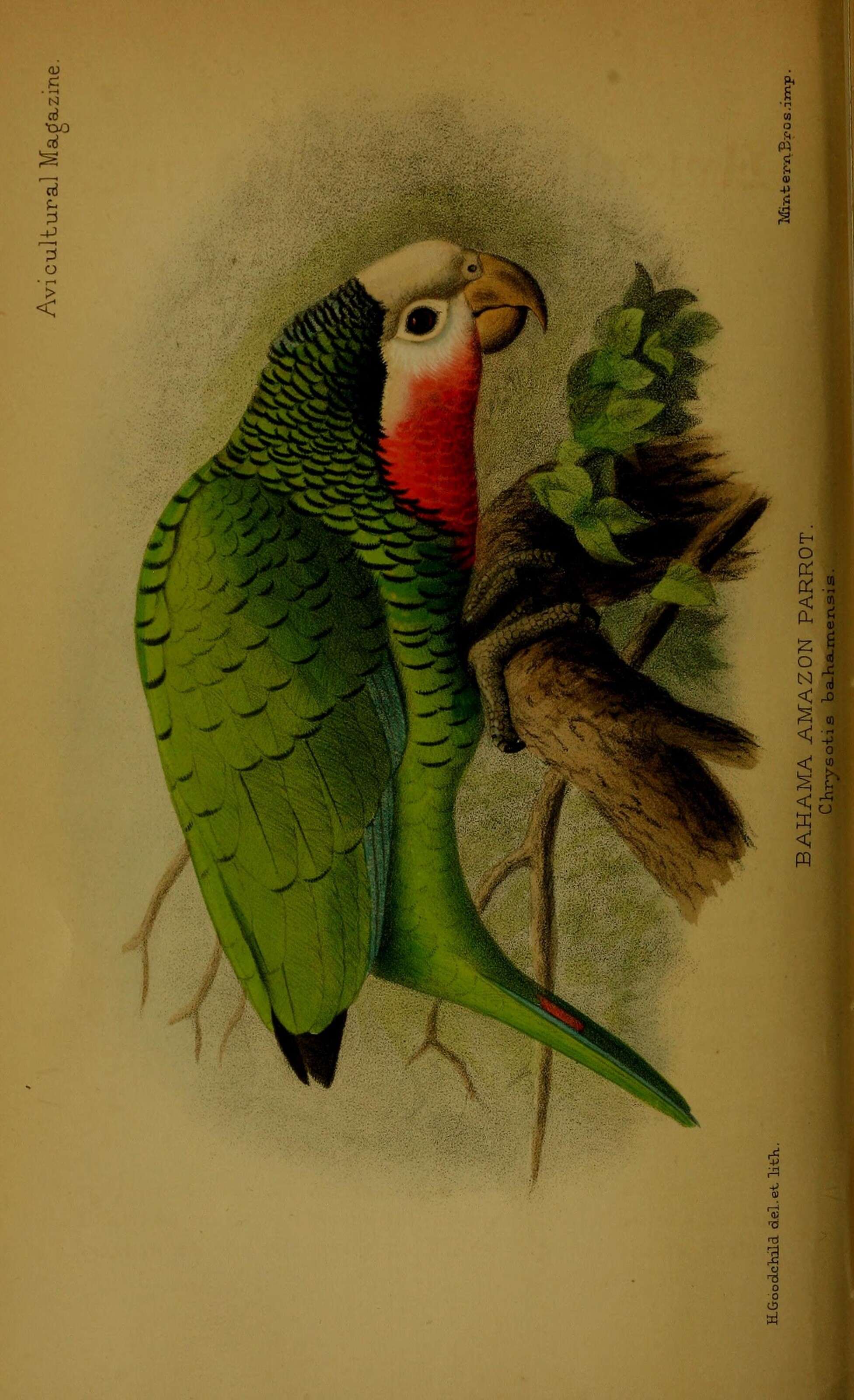 Image of Amazona leucocephala bahamensis (Bryant & H 1867)