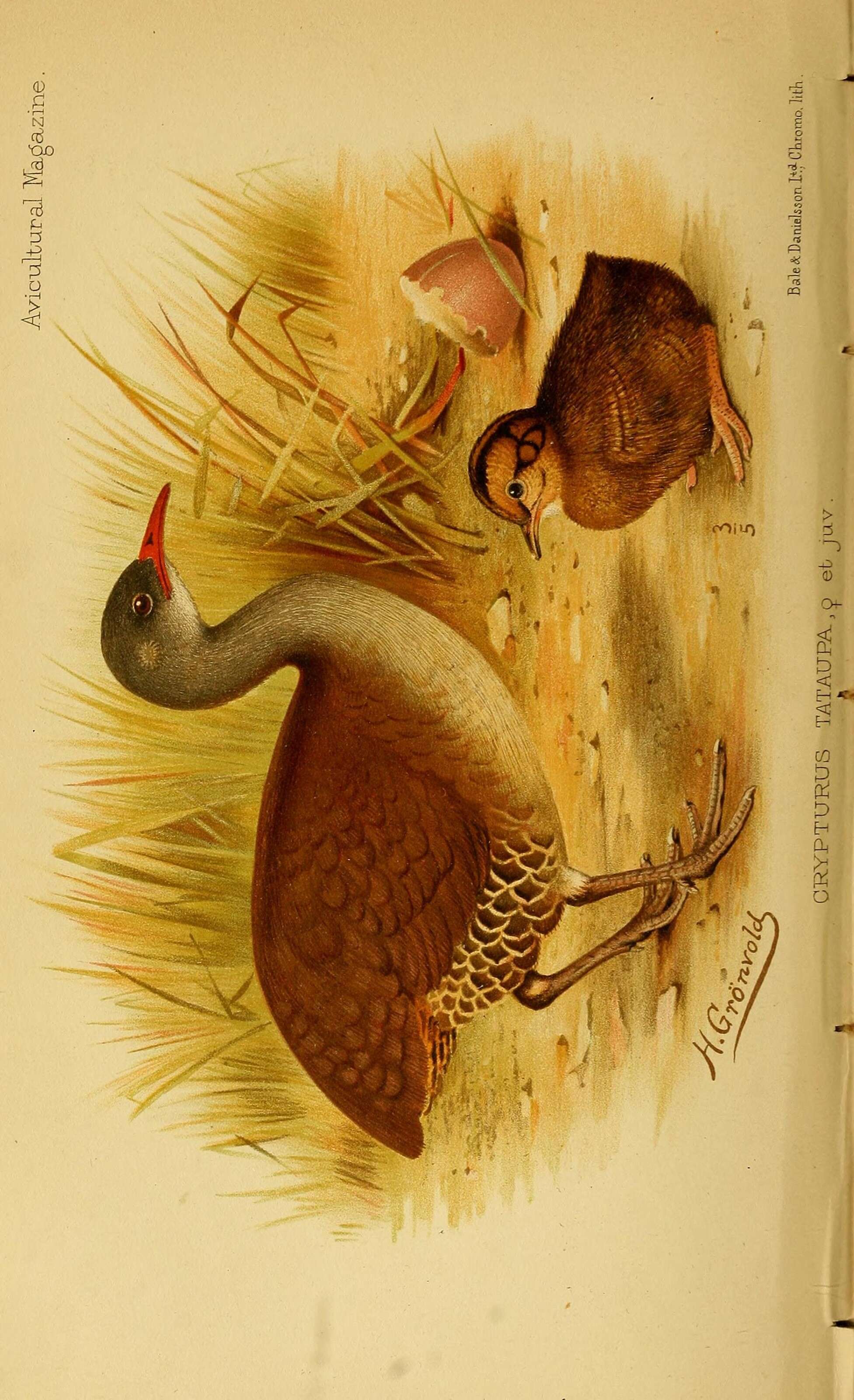 Plancia ëd Crypturellus tataupa peruvianus (Cory 1915)