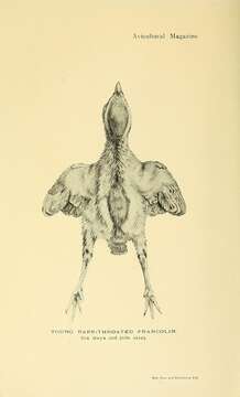 Image of Pternistis afer cranchii (Leach 1818)