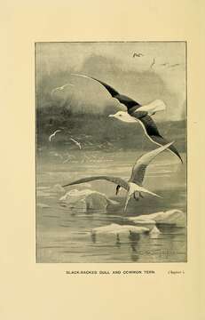 Imagem de Larus marinus Linnaeus 1758