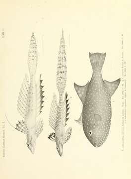 Imagem de Callionymus decoratus (Gilbert 1905)