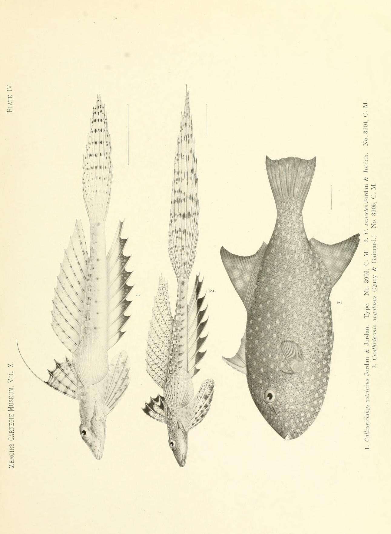 Image of Decorated dragonet