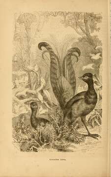 Слика од Menuridae