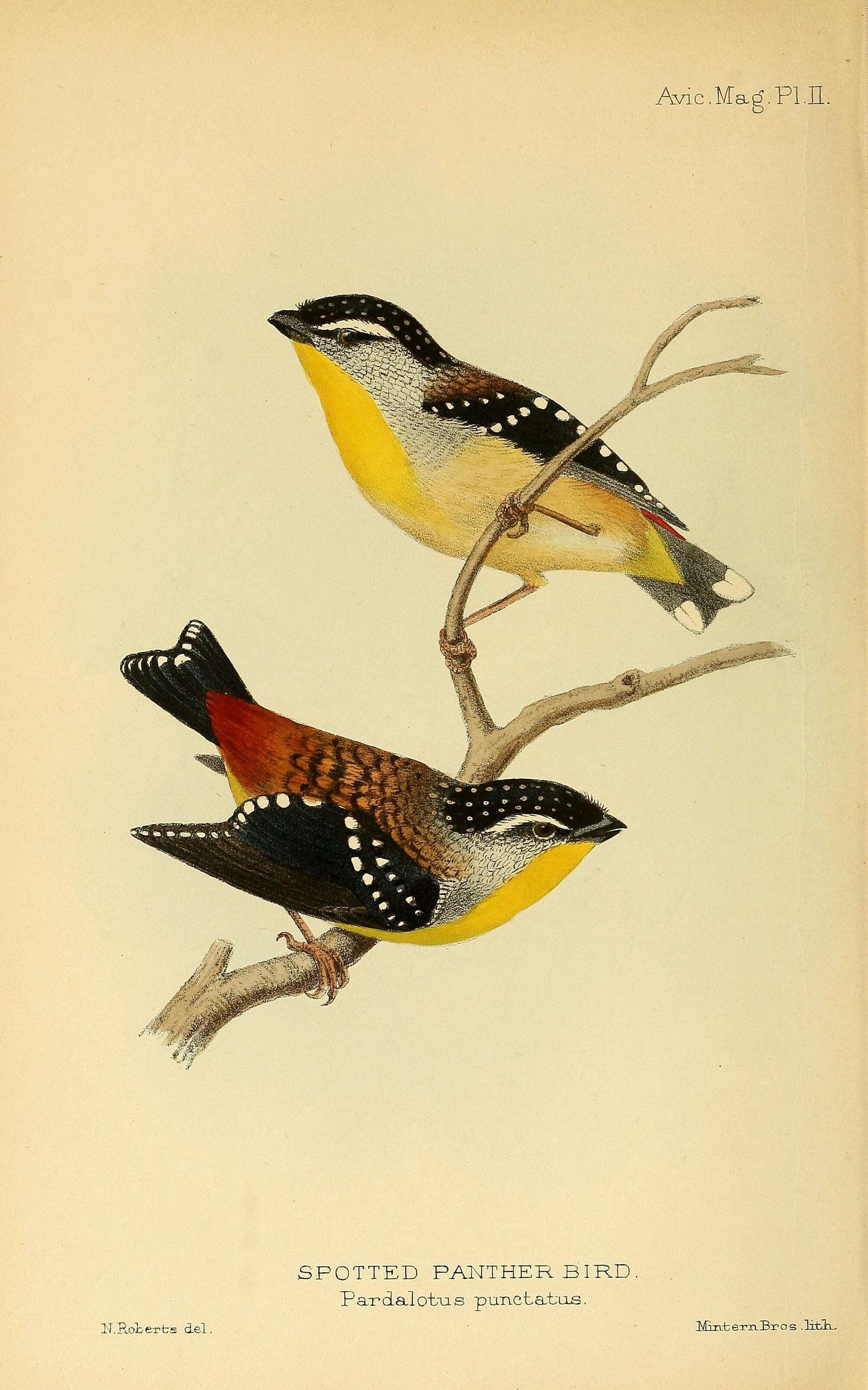 Imagem de Pardalotus punctatus (Shaw 1792)