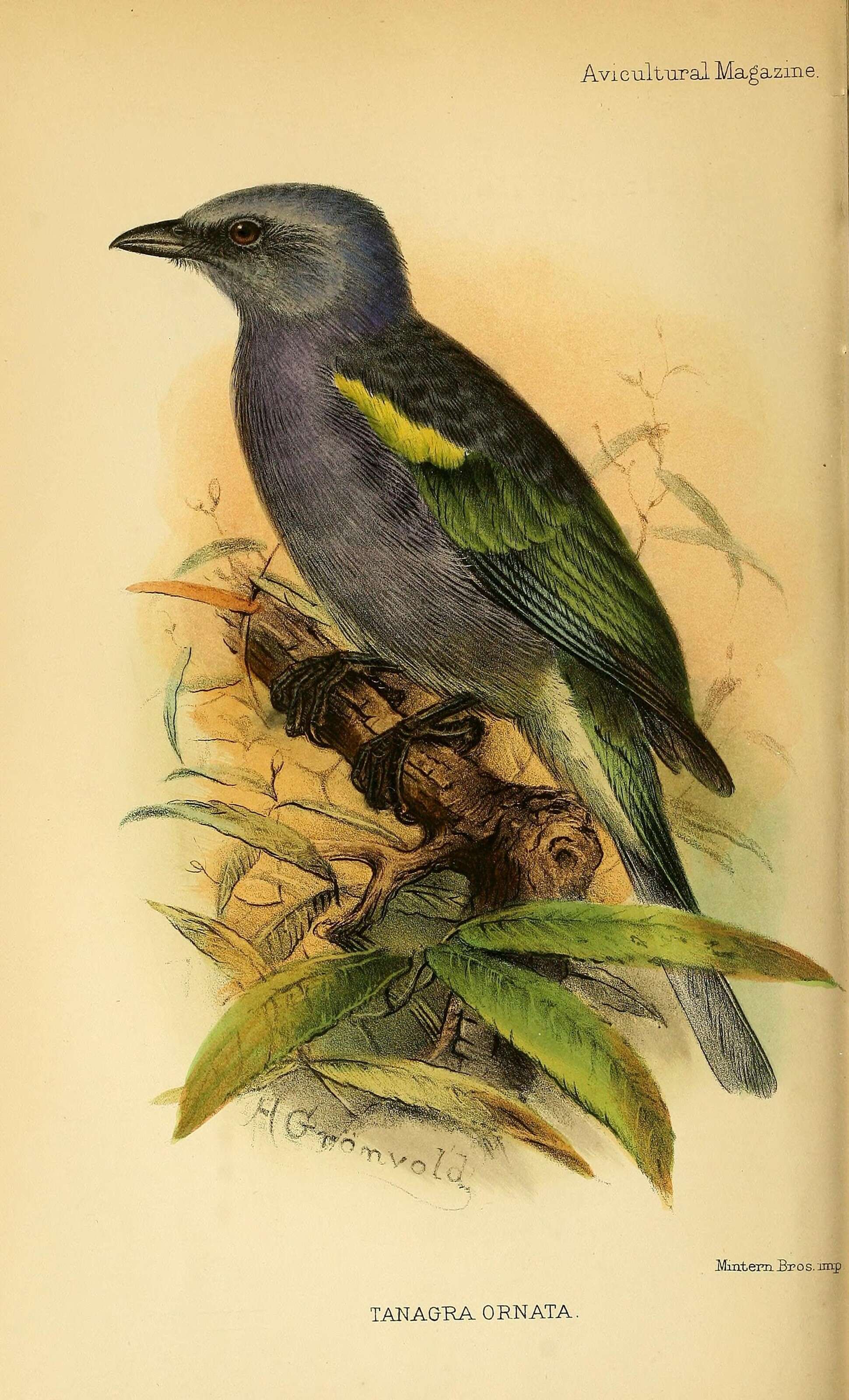 Image of Golden-chevroned Tanager