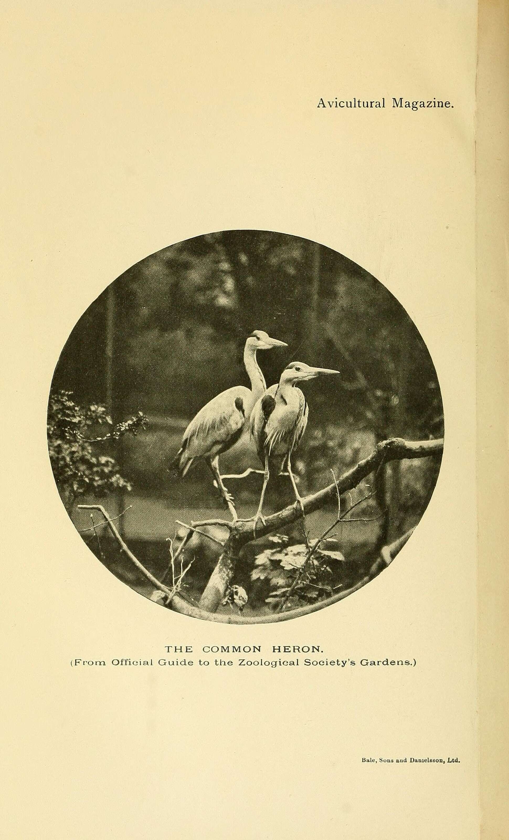 Image of Grey Heron