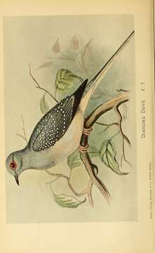 Image of Diamond Dove