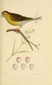 Image of serin, european serin