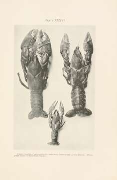 Image of Crayfishes