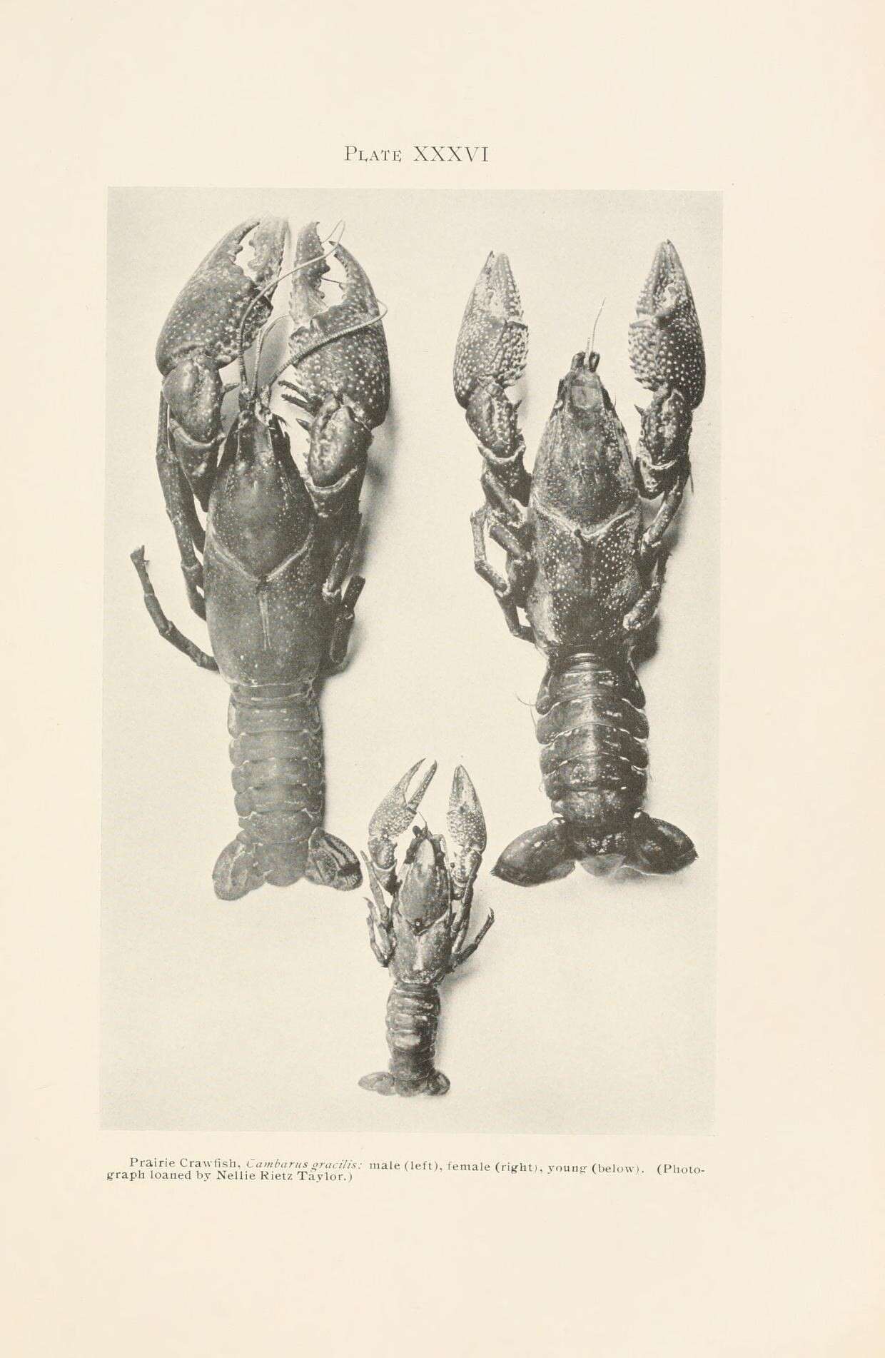 Imagem de Astacoidea Latreille 1802