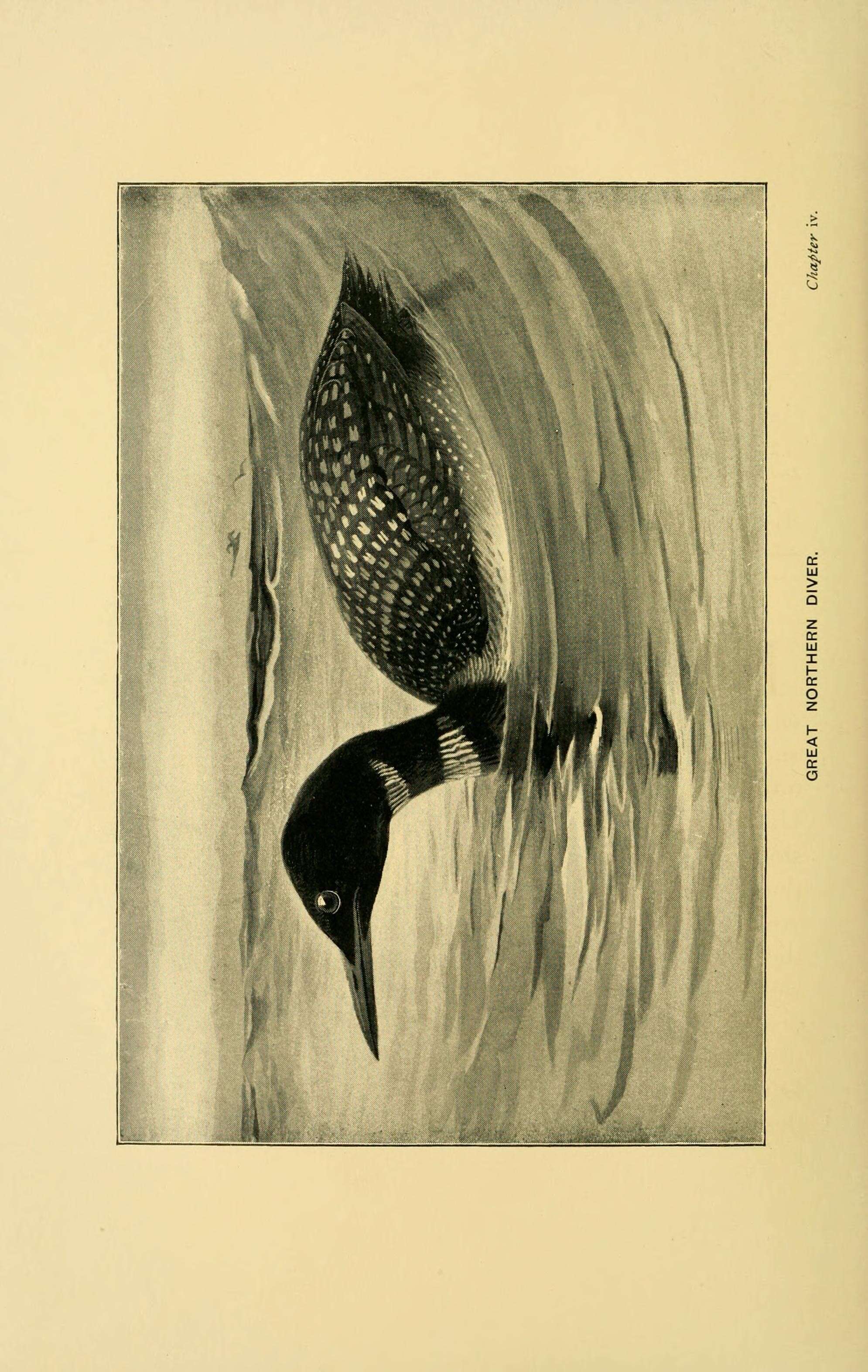 Image of loons