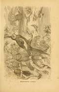 صورة Nymphicus Wagler 1832