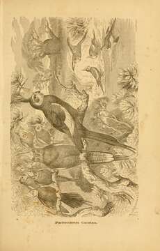 Image of Nymphicus Wagler 1832