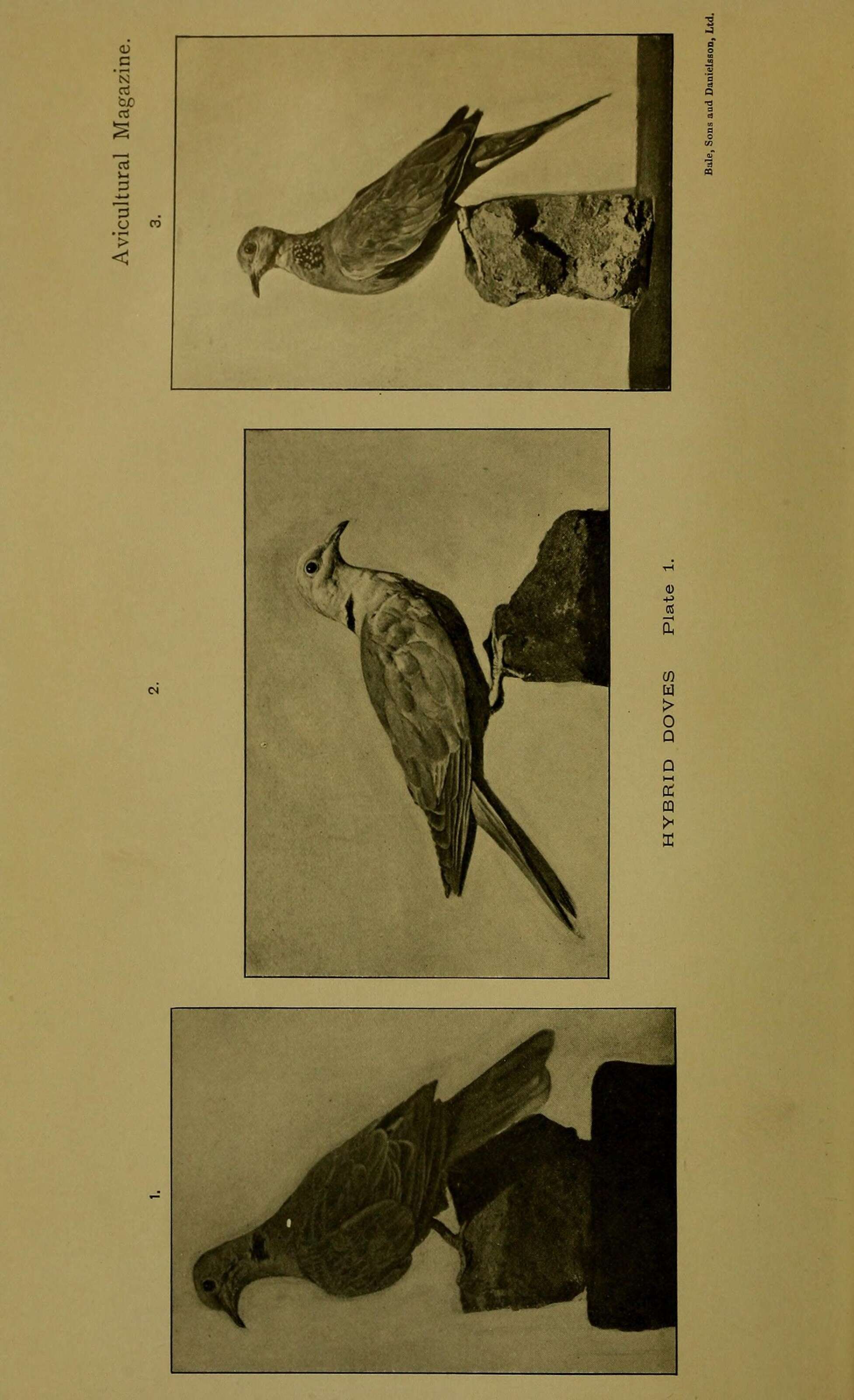 Image of doves