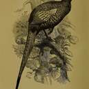 Image of Phasianus colchicus principalis Sclater & PL 1885