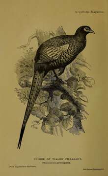 Imagem de Phasianus colchicus principalis Sclater & PL 1885